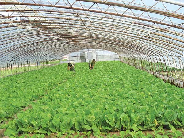 溫室大棚專用陽光板